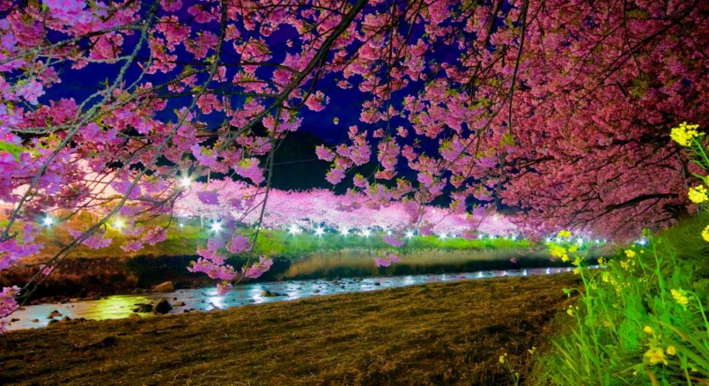 夜のライトアップされた河津川桜並木