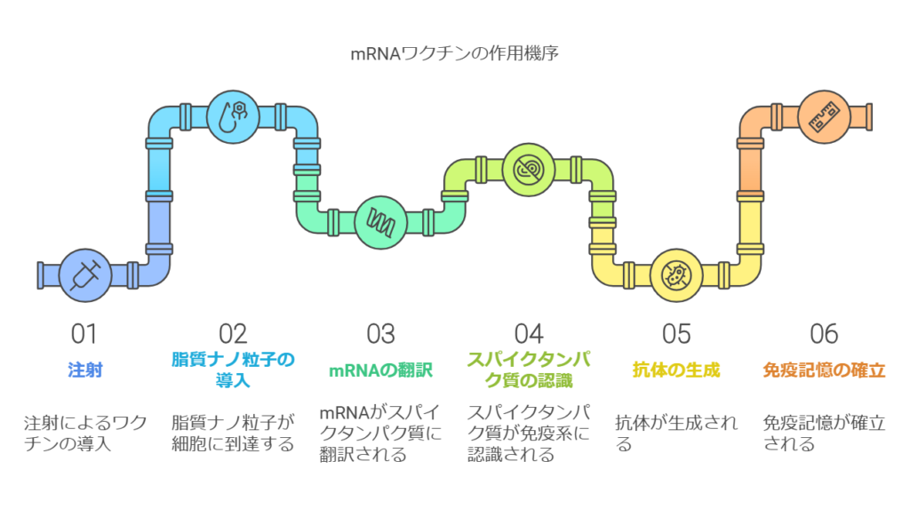 mRNAワクチンの作用メカニズムの図解